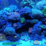 Amazing 400 Gallon Reef Tank Under Blues