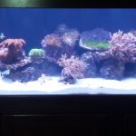 Long Reef Aquarium