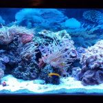 Mushroom coral aquarium