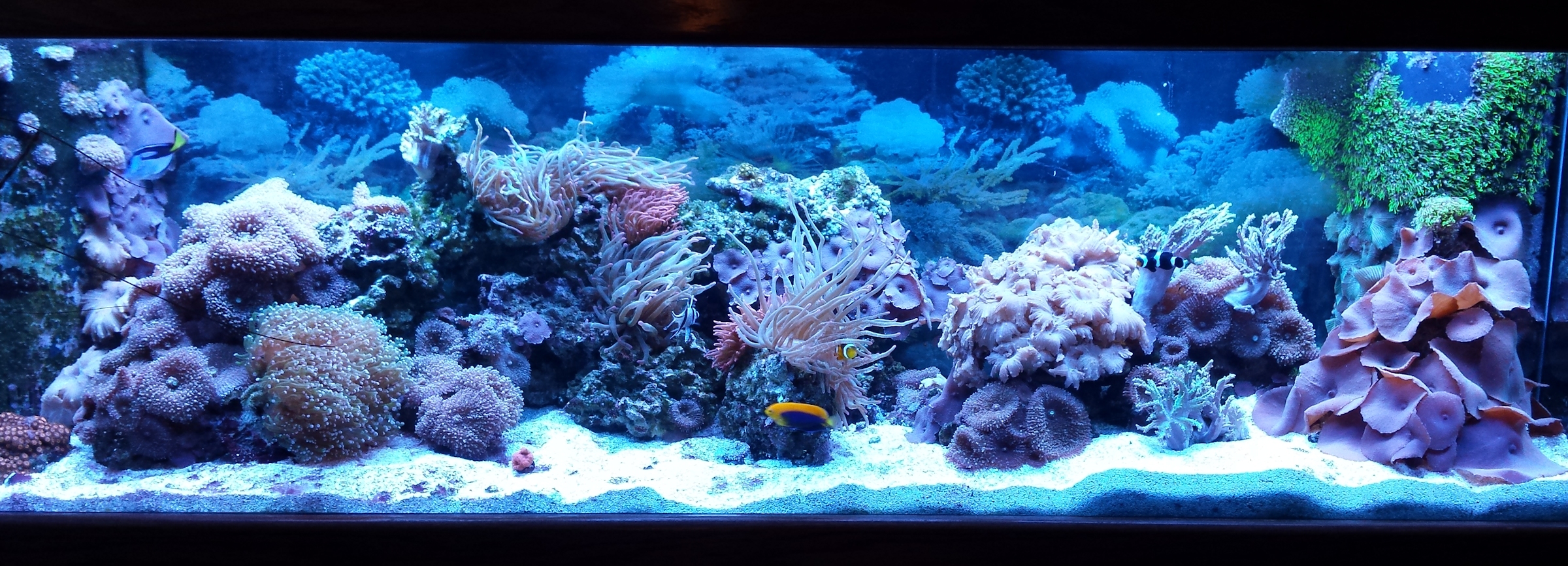 Mushroom coral aquarium