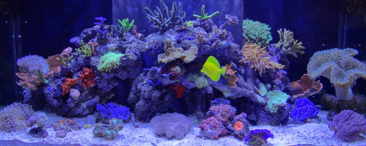 Glass vs. Acrylic Aquarium: What Is the Difference? - Fish Tanks