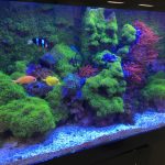 Green star polyps take over aquarium